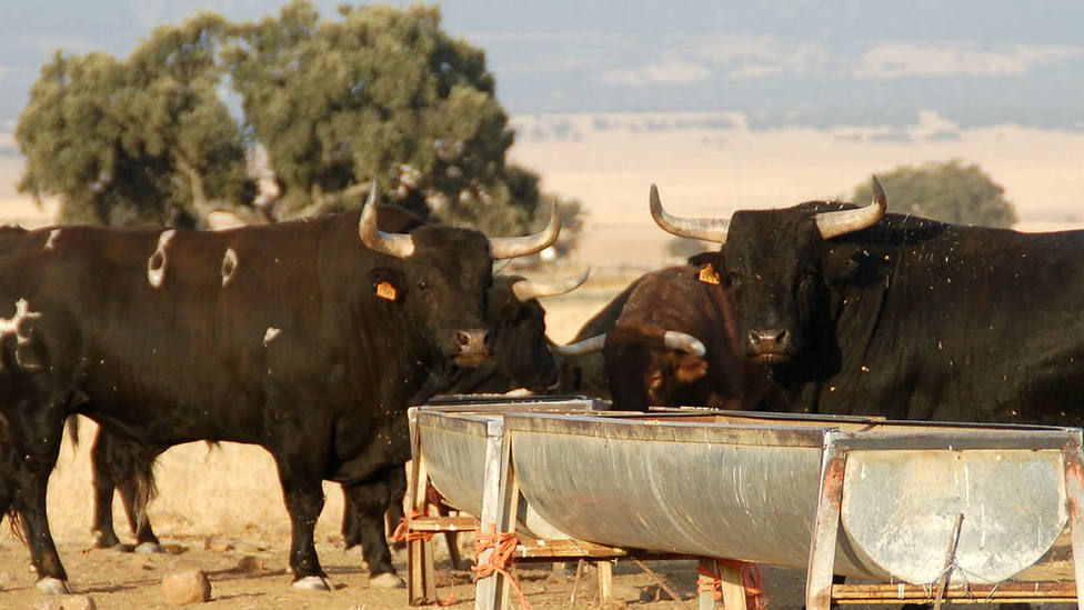 Los ganaderos de Castilla La Mancha solicitan ayudas económicas a la Junta