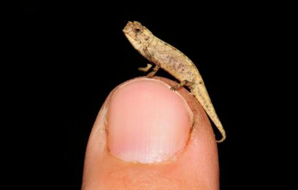 Ejemplar de brookesia nana macho erguido en la punta de un dedo humano.Foto cedida por el doctor Frank Glaw
