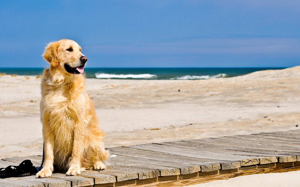 La playa canina está ubicada en El Pinar