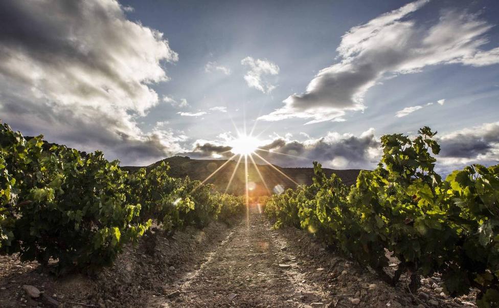 El Ministerio de Agricultura, Pesca y Alimentación reconoce 12 nuevos viñedos singulares en la DOCa Rioja