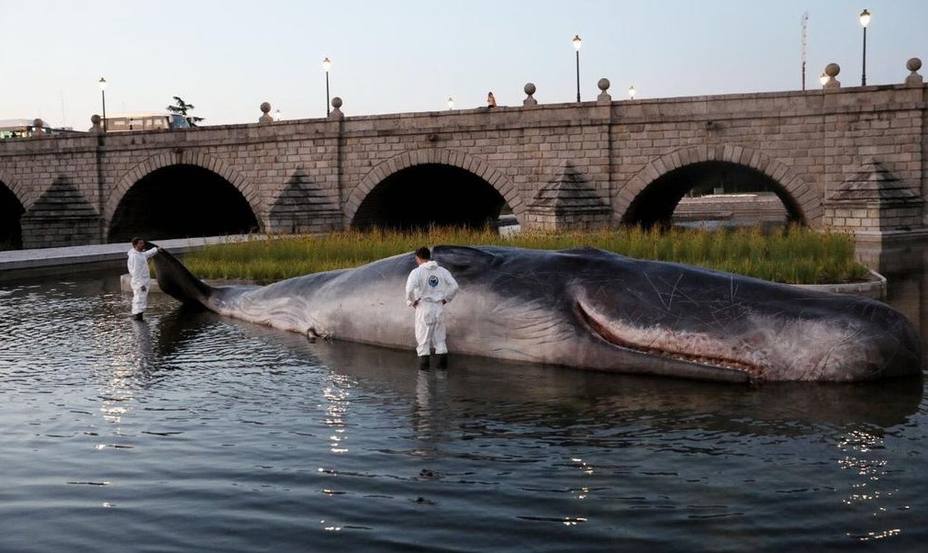 Un cachalote varado en el Manzanares denuncia el deterioro de los océanos