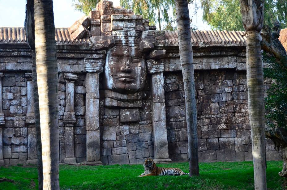 Bioparc Fuengirola (Málaga) recibe a una tigresa de Sumatra procedente del Ree Park Safari de Dinamarca