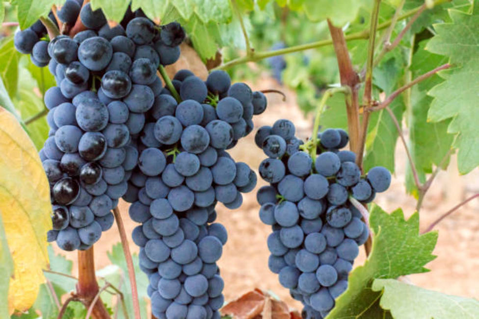 El cambio climático puede provocar un adelanto de hasta 16 días en la maduración de la uva de Tempranillo