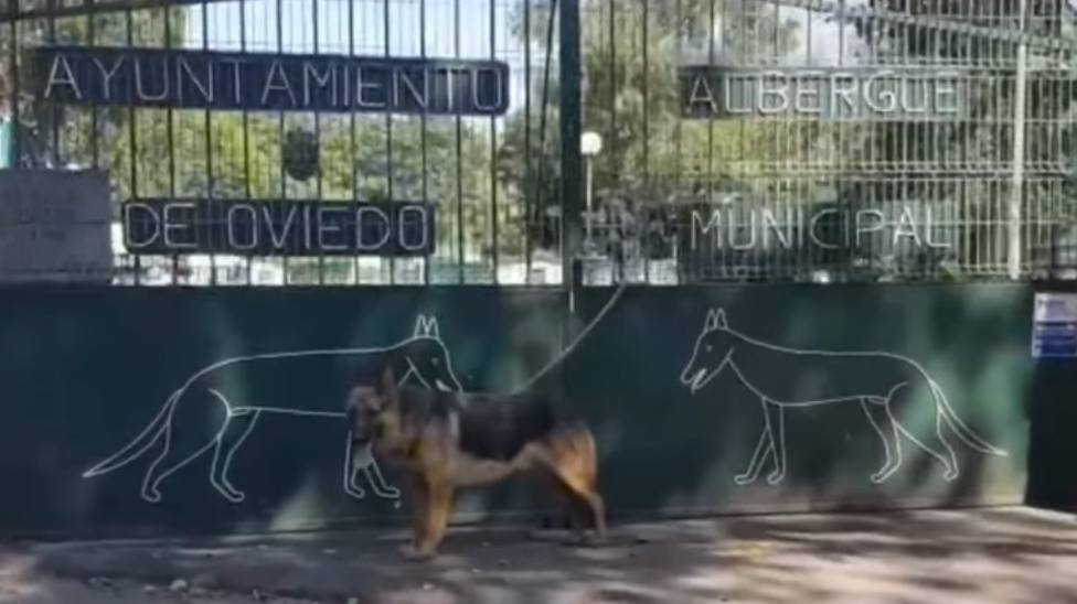 Abandonan a un pastor alemán en la puerta del Albergue de Animales de Oviedo