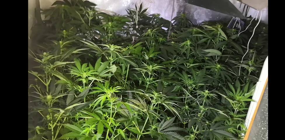 La Policía Local desmantela una plantación de marihuana en una vivienda del casco urbano de Lorca