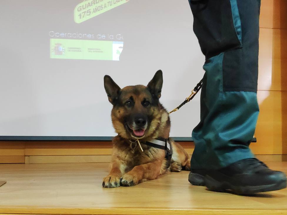 Maxi, el perro antidroga, en la presentación de los resultados de la Operación Fireball - Kazino