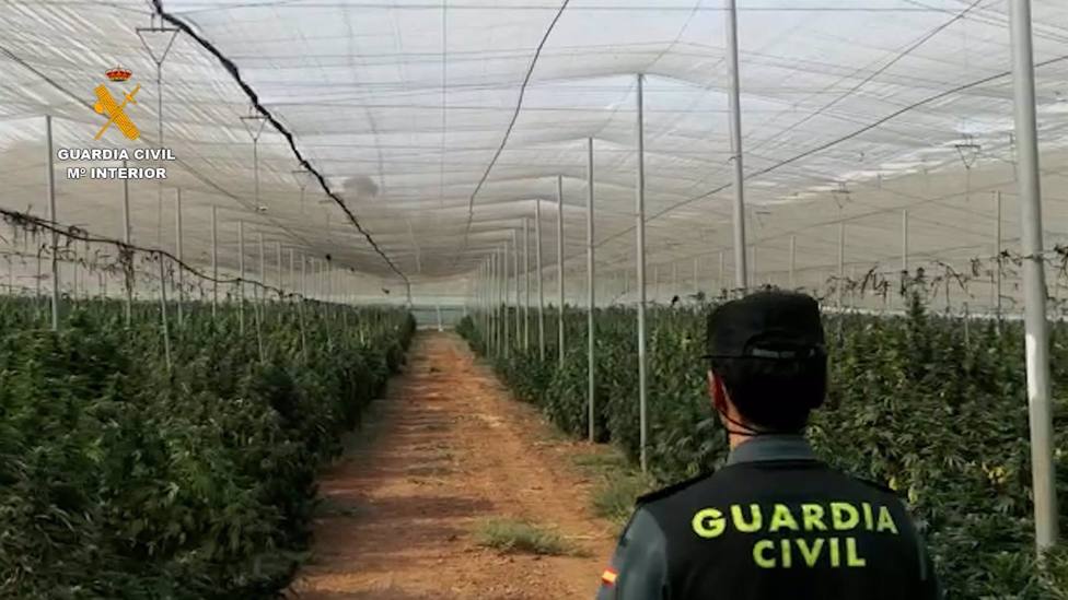 40.000 plantas de marihuana