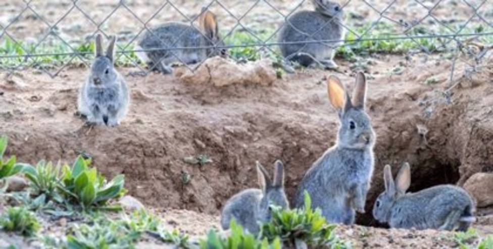 Autorización caza conejo