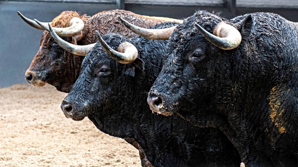Tres de los toros que la ganadería de Cuadri ha traído para el Desafío Ganadero de Las Ventas