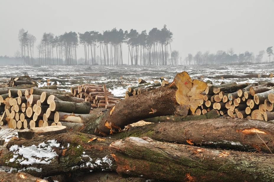 WWF pide a Gobiernos, empresas y a la sociedad que trabajen en un plan urgente para detener la pérdida de biodiversidad