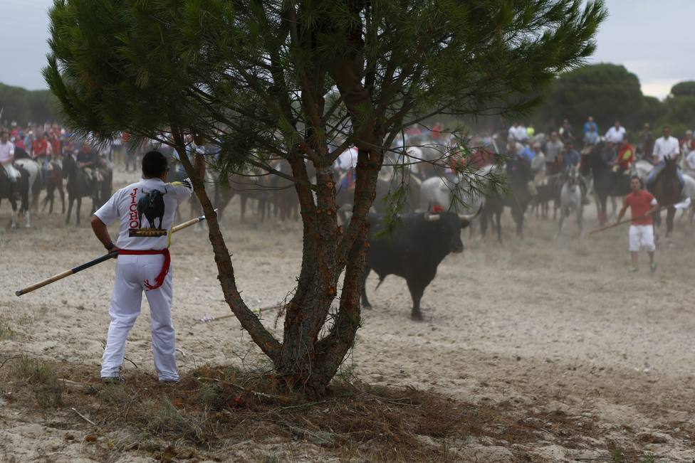 Spain: El Torneo del Toro de la Vega