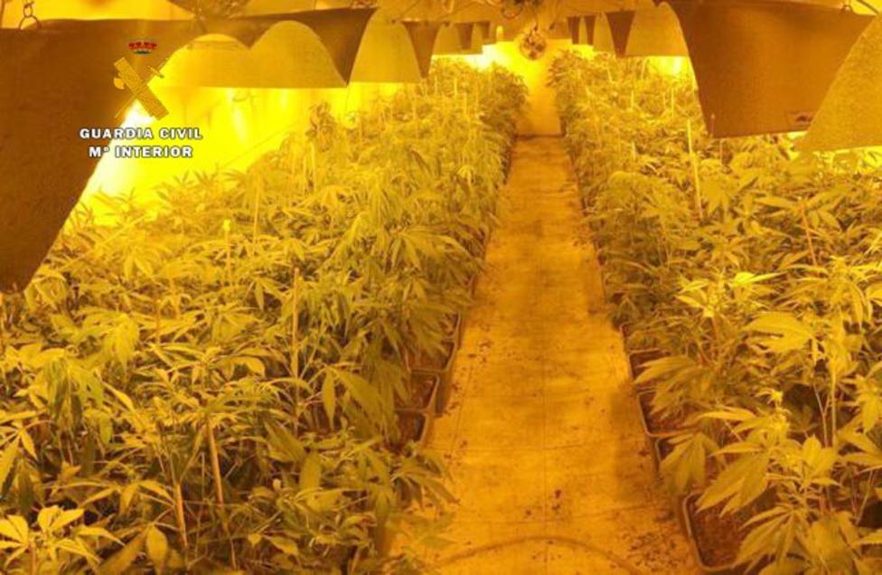 La Guardia Civil desmantela una plantación de marihuana dirigida a una asociación cannábica de Santander