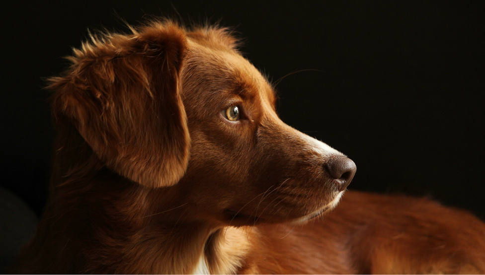 La enternecedora historia de un perro que espera a su dueño fallecido junto a su cama