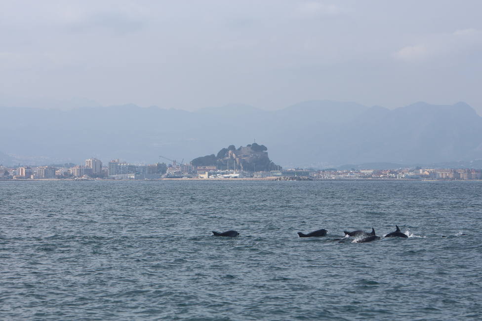 Delfines en la bahía de Dénia
