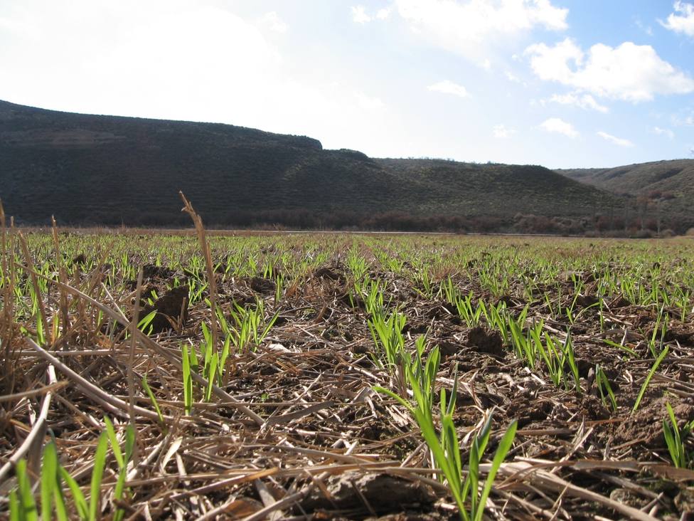 La agricultura de conservación, una gran aliada contra el cambio climático