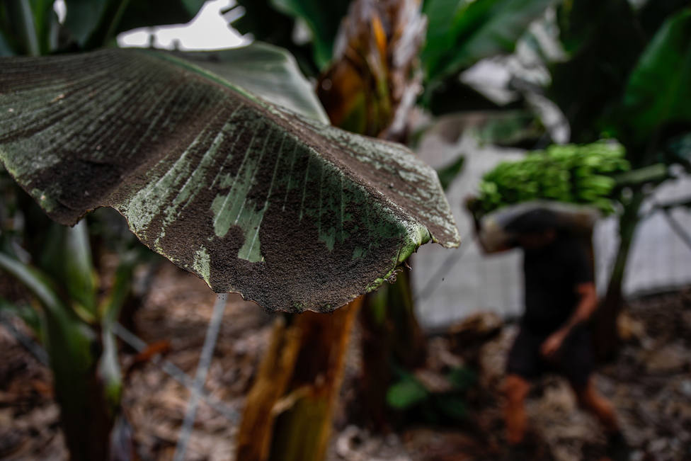 La ceniza colapsa ya muchas zonas de La Palma y aumenta los daños sobre los cultivos