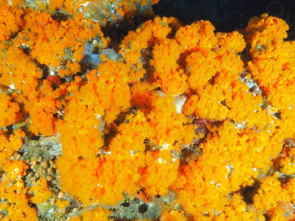 ctv-vit-coral-naranja-en-el-mediterrneo