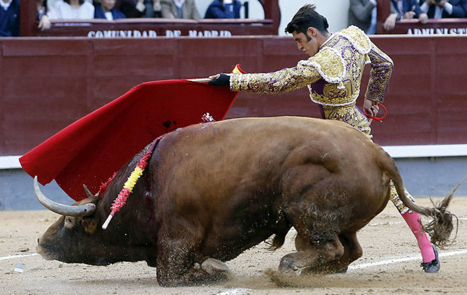 Alejandro Talavante viendo como unos de sus toros de Juan Pedro Domecq se derrumbaba en plena faena. EFE
