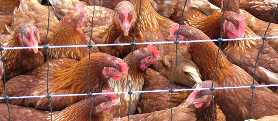 El brote de gripe aviar en una granja de Cataluña controlado
