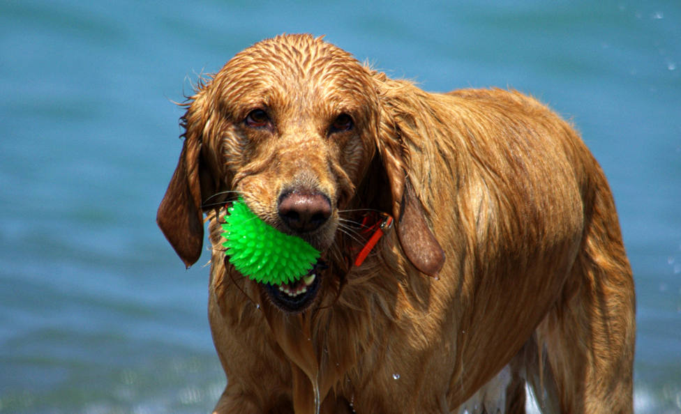 Cómo evitar que tu perro huela mal cuando se moja