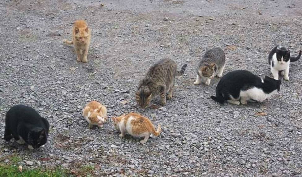 Gatos callejeros (foto recurso)