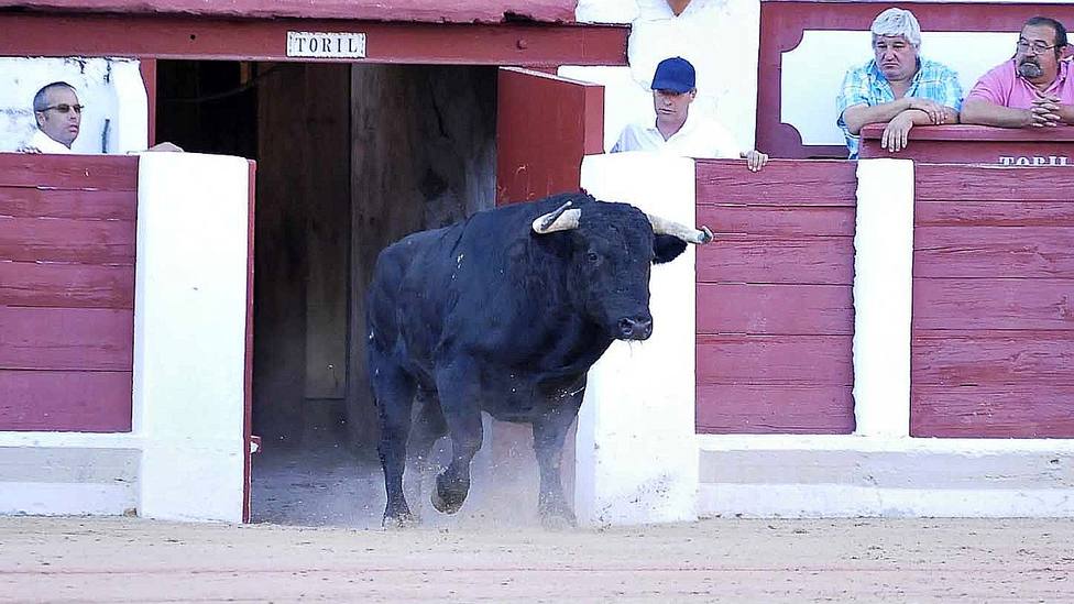 El toro Gironero del Puerto de San Lorenzo, indultado en Zamora en 2017