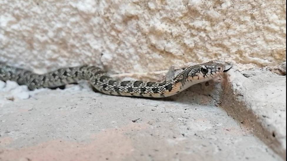 Rescatan dos serpientes de herradura en Lorca durante esta semana