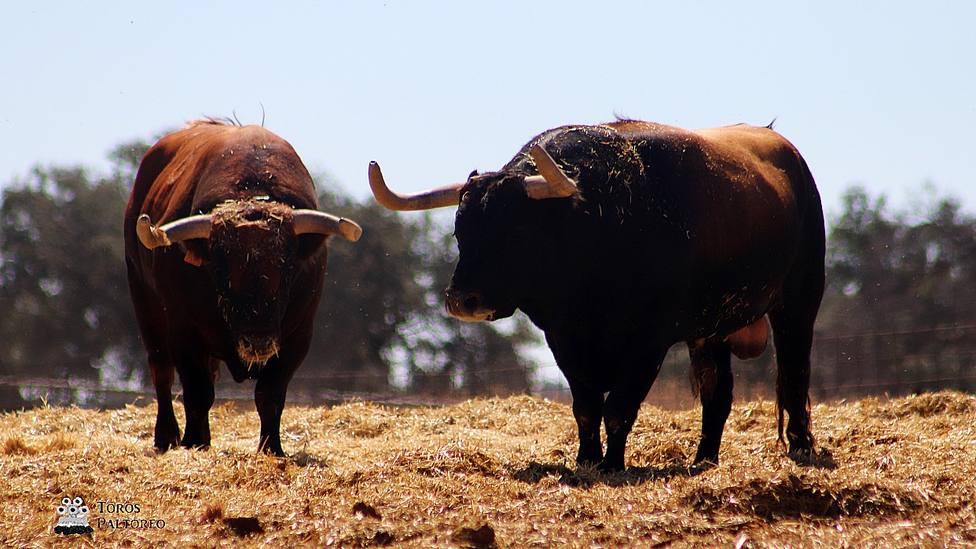 Dos de los toros del Conde de Mayalde reseñados para Manzanares (C.Real)