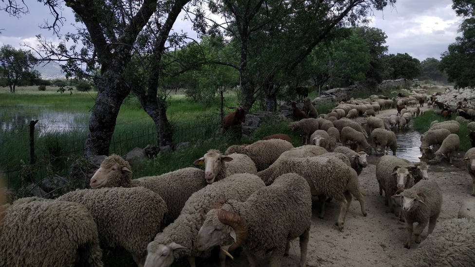 Imagen de archivo de un rebaño de ovejas atravesando Guadarrama