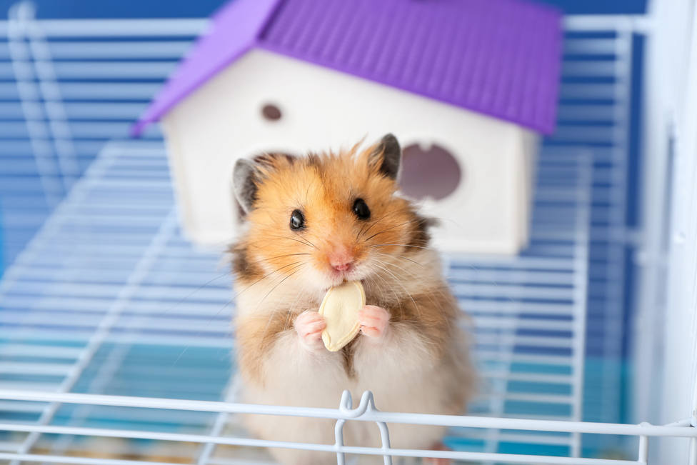 Funny,Hamster,In,Cage,On,Color,Background