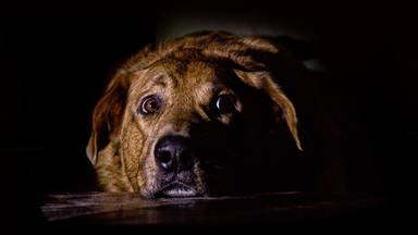Sabías que los perros pueden ver en la oscuridad?