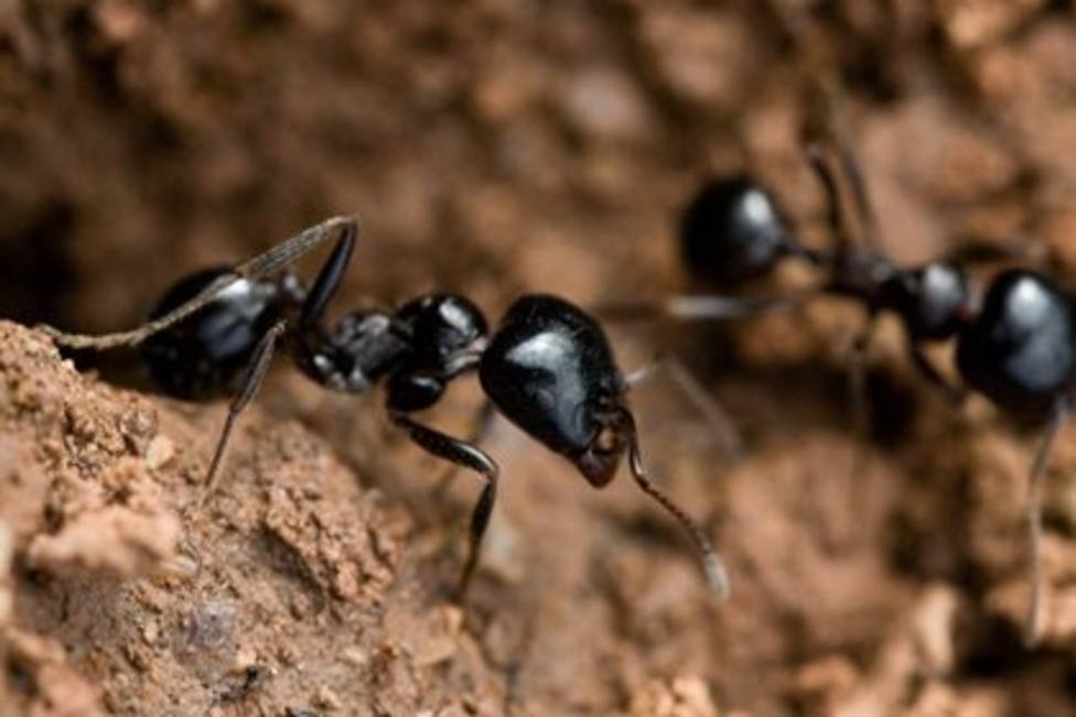 Eliminar Plaga de Hormigas