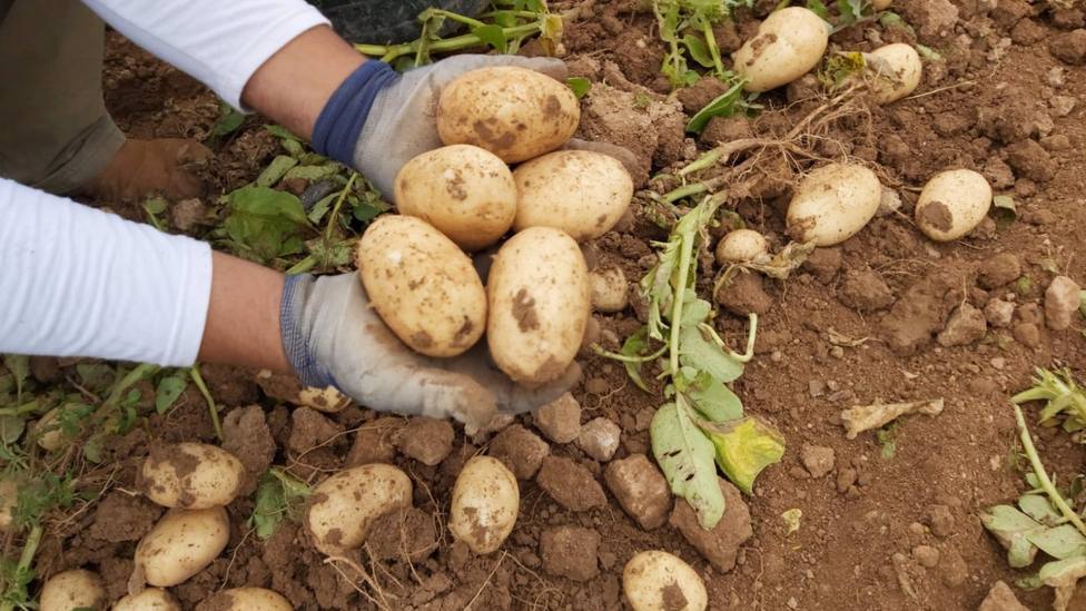 COAG alerta que el sector de la patata de Murcia afronta la peor crisis de la Ãºltima dÃ©cada