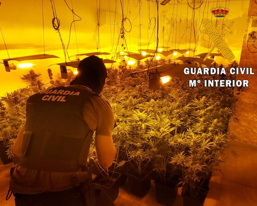 Localizan 548 plantas de marihuana en Roquetas de Mar y neutralizan 29 enganches ilegales