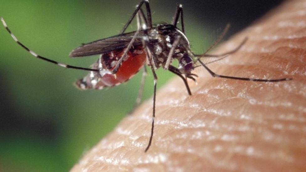 Nueva tecnología para identificar mosquitos tigre