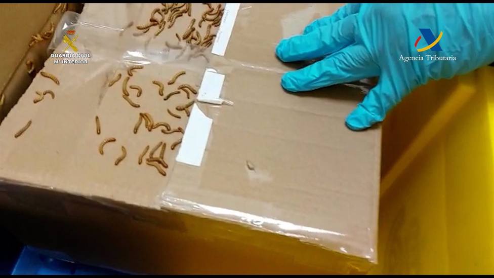 Denunciado tras enviar por correo de Sevilla a Gran Canaria paquetes con cientos de gusanos y cucarachas