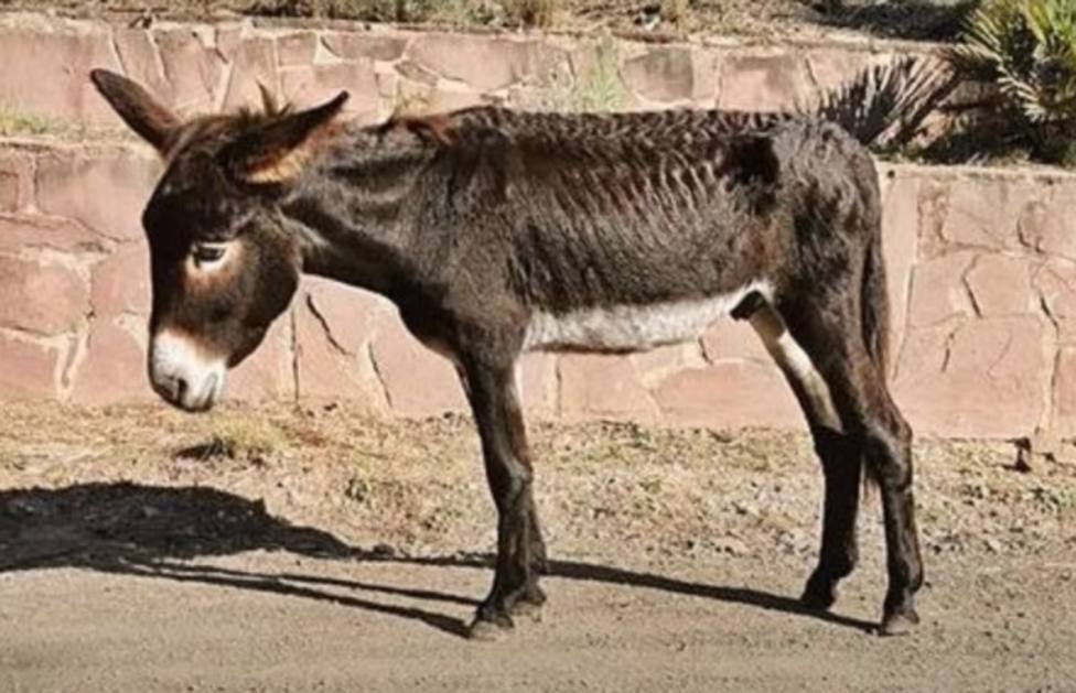 Diez burros murieron desnutridos en un proyecto piloto de la Generalitat Valenciana
