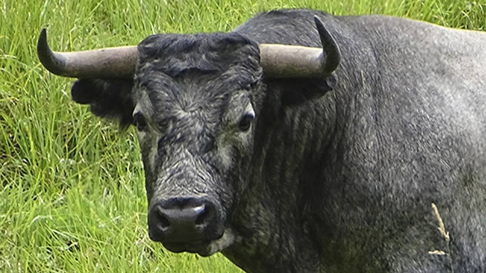 Uno de los toros de Salento reseñados para la Feria de Cali