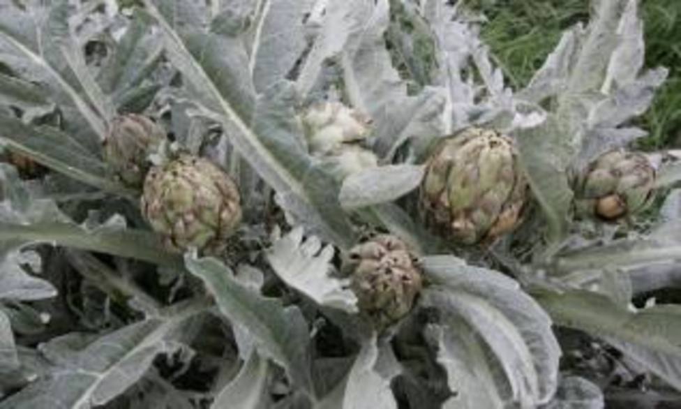 Agroseguro estima un millón de euros en daño a alcachofa por helada en Murcia