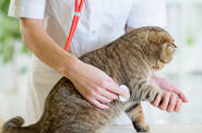 Va al veterinario con su gato y el recepcionista alucina por lo que le dice al pagar: "Respondí..."