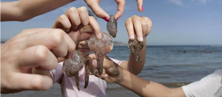 Las medusas pueden estropear un divertido día de playa. EFE