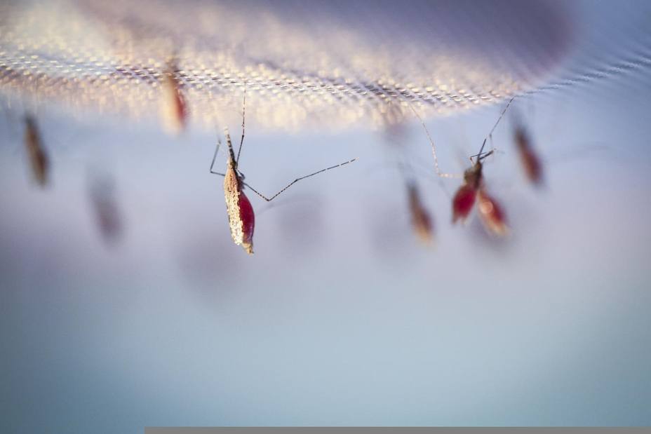 Detectan por primera vez en Etiopía un mosquito que transmite malaria