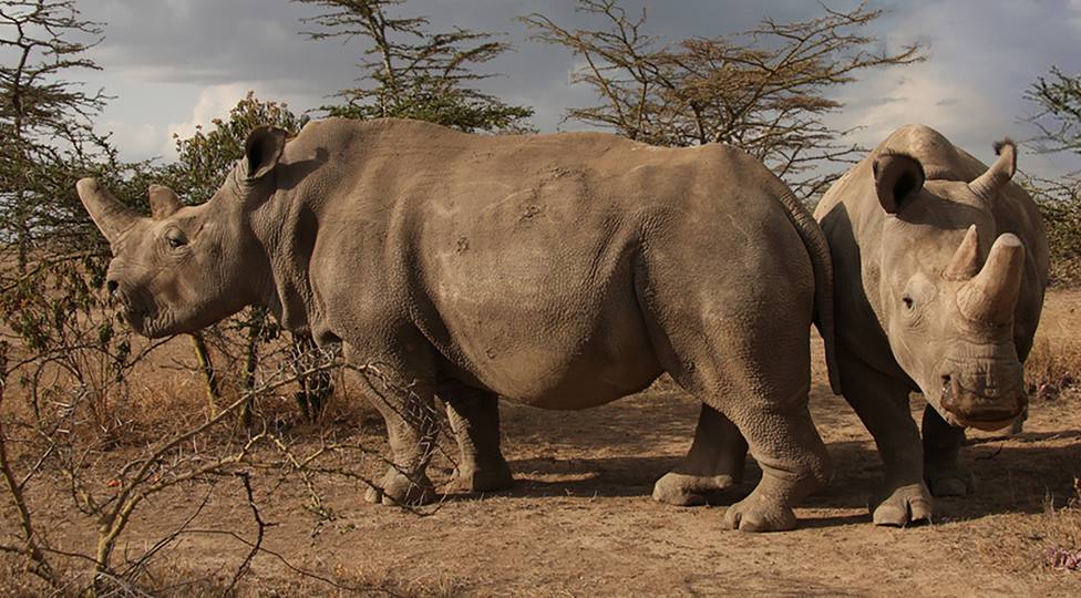 Merck colabora con el Instituto Leibniz para salvar al rinoceronte blanco de la extinción