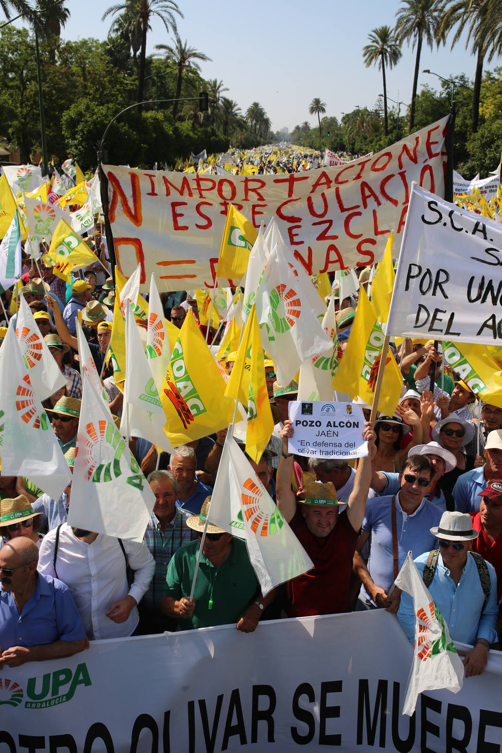 La protesta por bajos precios en origen del aceite de oliva llegará a Madrid en segunda quincena de septiembre