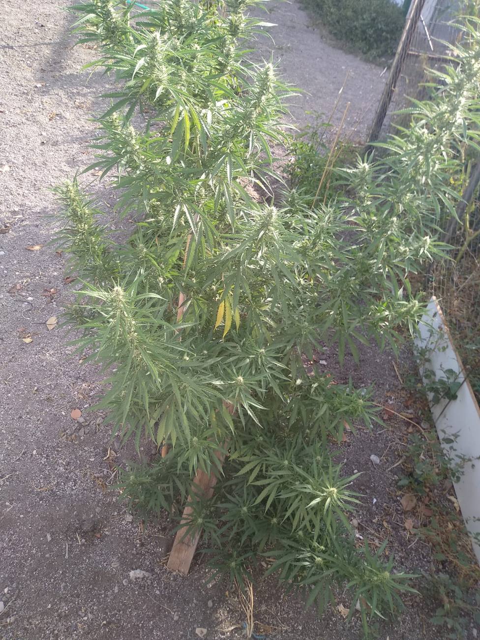 Plantación Marihuana 5
