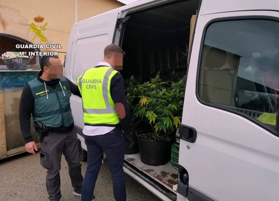 La Guardia Civil desmantela un invernadero clandestino con 500 plantas de marihuana en Murcia y Santomera