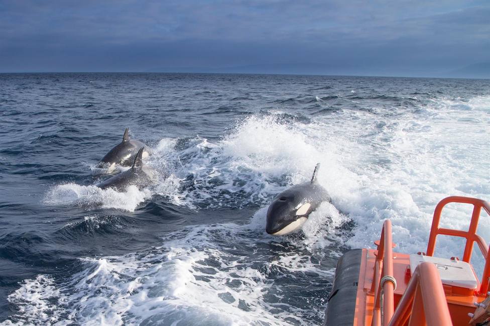 Orcas en la costa gallega. FOTO: Europa Press