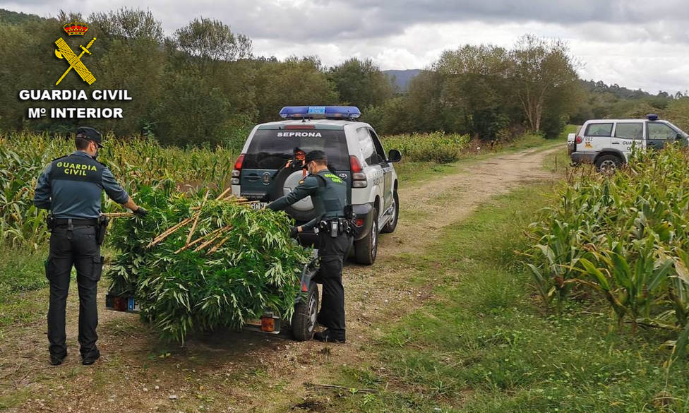 Dos plantaciones de marihuana intervenidas en Barro y Caldas