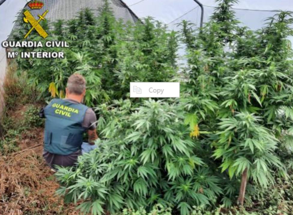 ctv-96t-plantacion-marihuana