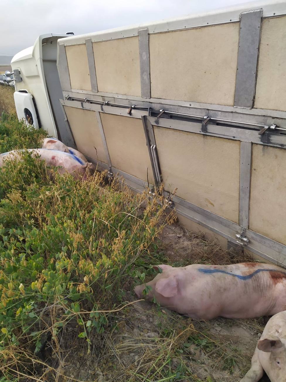 Vuelca un camión de cerdos en la carretera de Zarcilla de Ramos